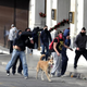 Illustration for article titled The Heroic Riot Dog of Greece